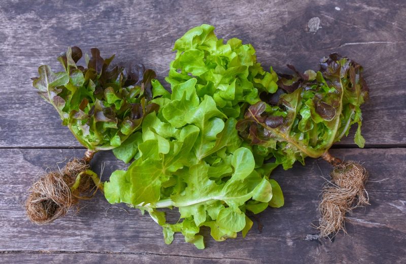 Lettuce